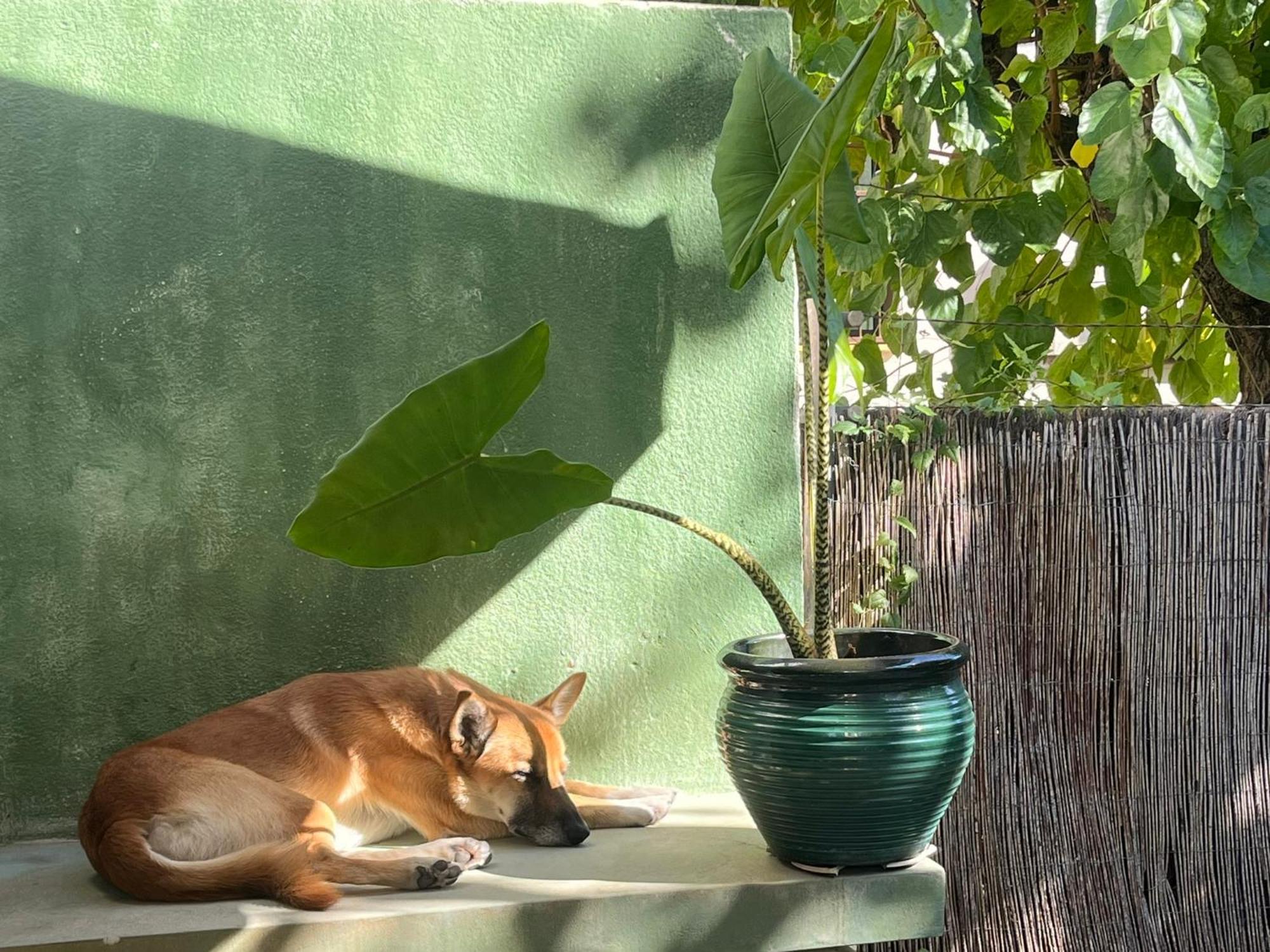 Lemon Tree Alloggio in famiglia *