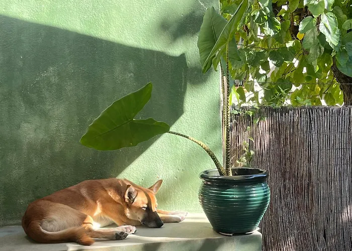 Lemon Tree Guest House